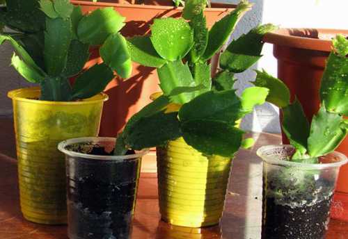 reproduction of a yucca in house conditions: ways, care of a plant