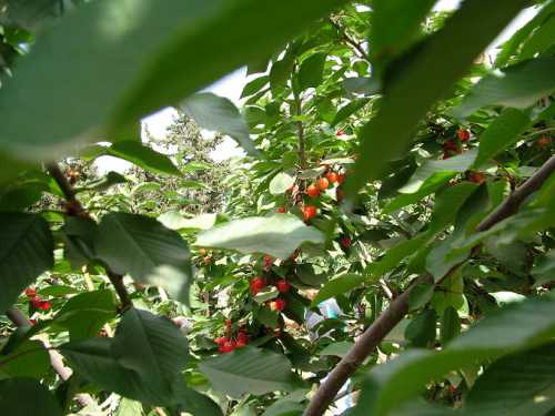 in Israel developed production of gas from food waste of in Israel developed production of gas from food waste